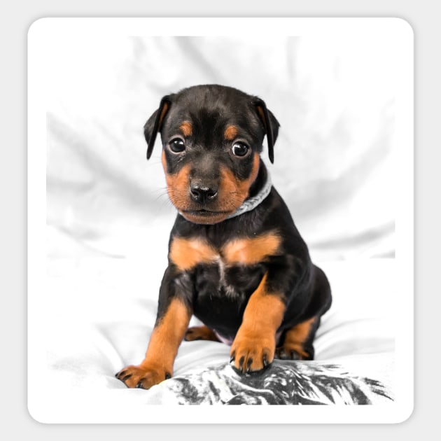 Black Miniature Pinscher Puppy Sticker by lena-maximova